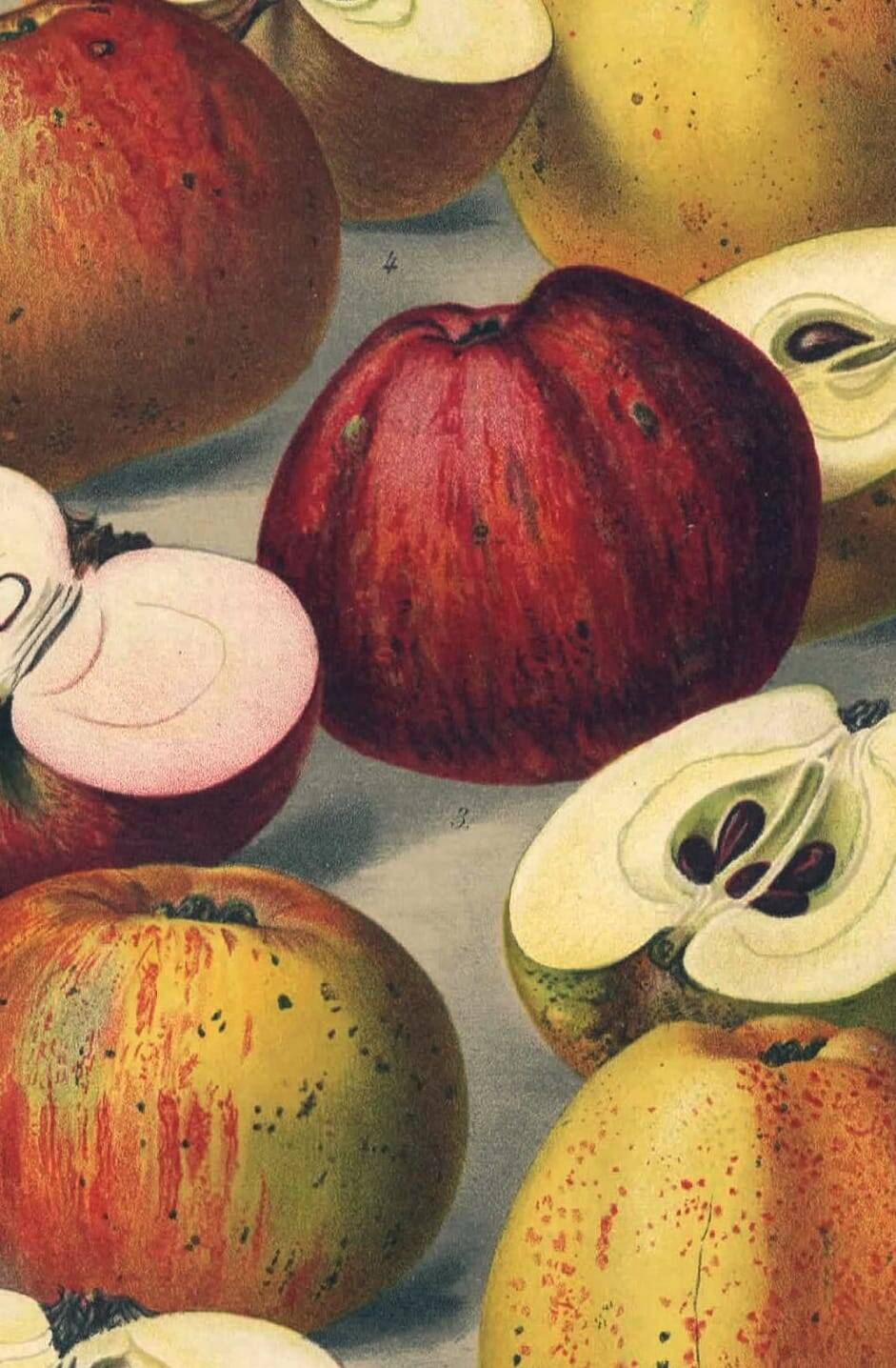 1896 Botanical Print by AL Clement, pina • Cider Apple Varieties • Old Lithograph