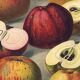 1896 Botanical Print by AL Clement, pina • Cider Apple Varieties • Old Lithograph