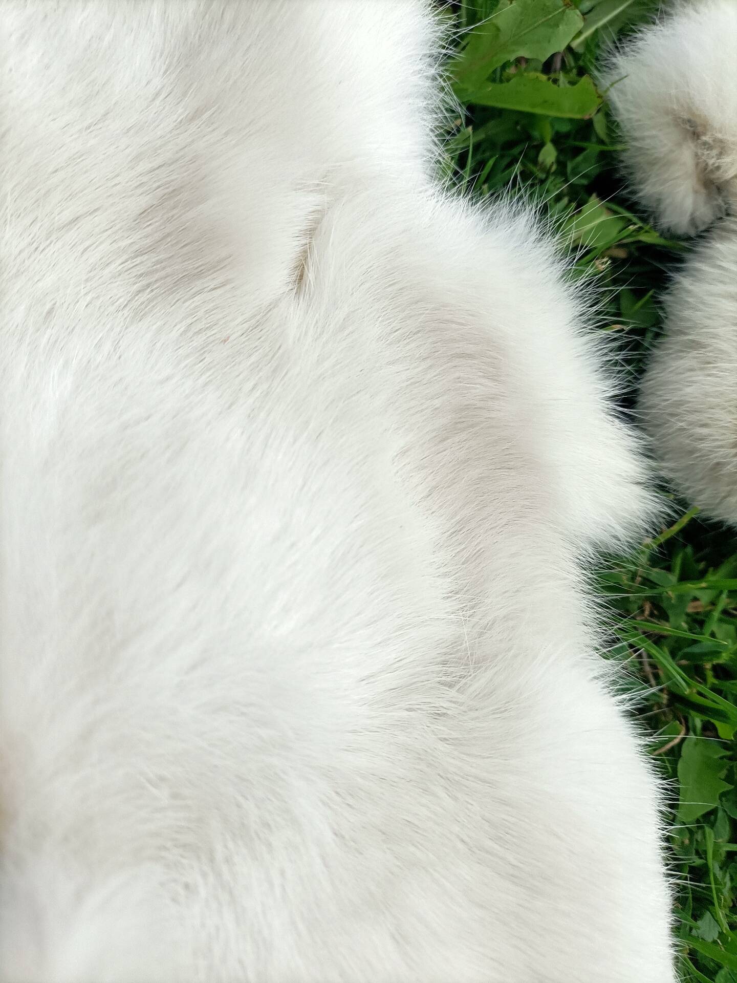 Peau de Lapin véritable