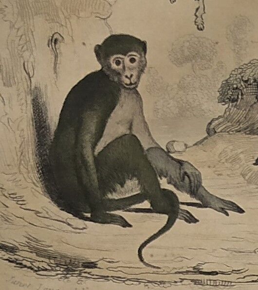 Planche zoologique originale de 1839