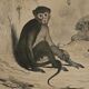 Original zoological plate of 1839