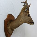 Deer head trophy