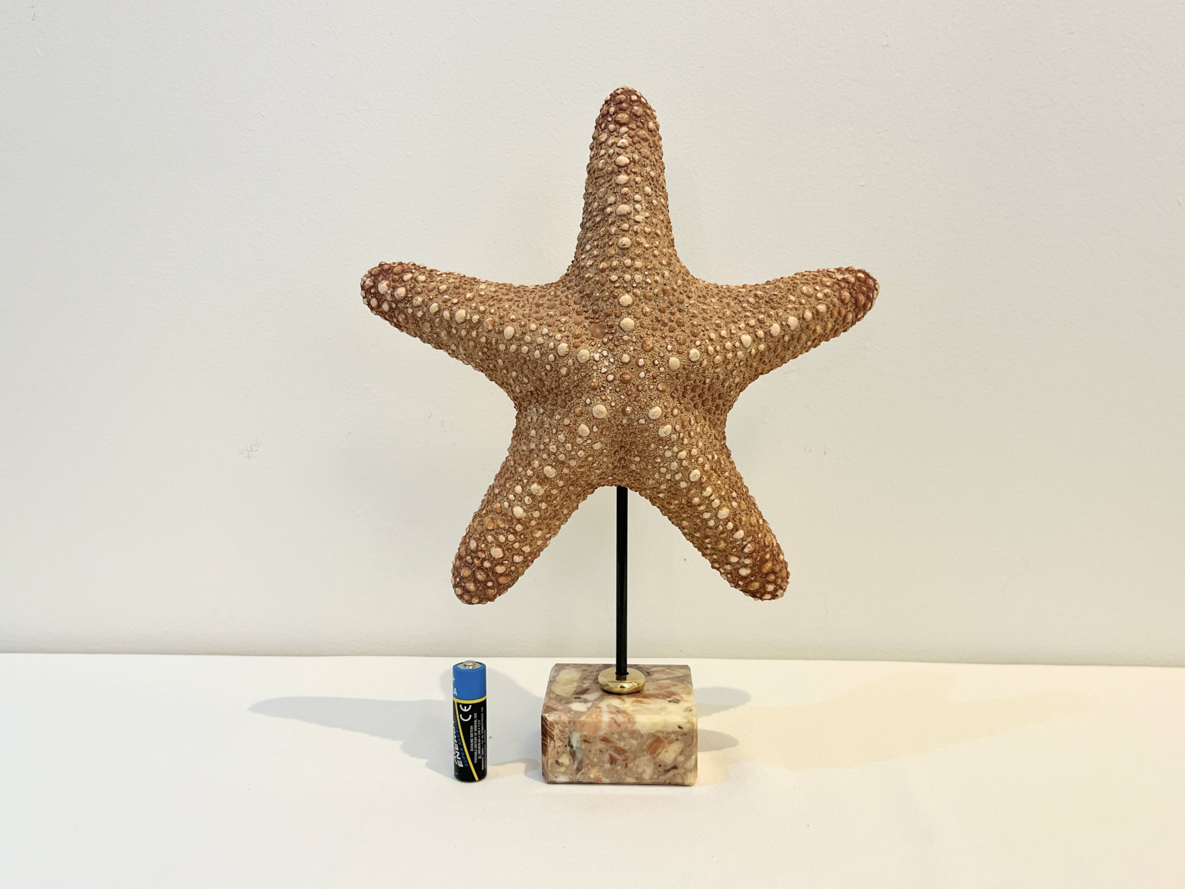 XXL Vintage Natural Starfish on Marble Base Cabinet of Curiosities