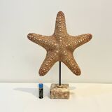 XXL Vintage Natural Starfish on Marble Base Cabinet of Curiosities