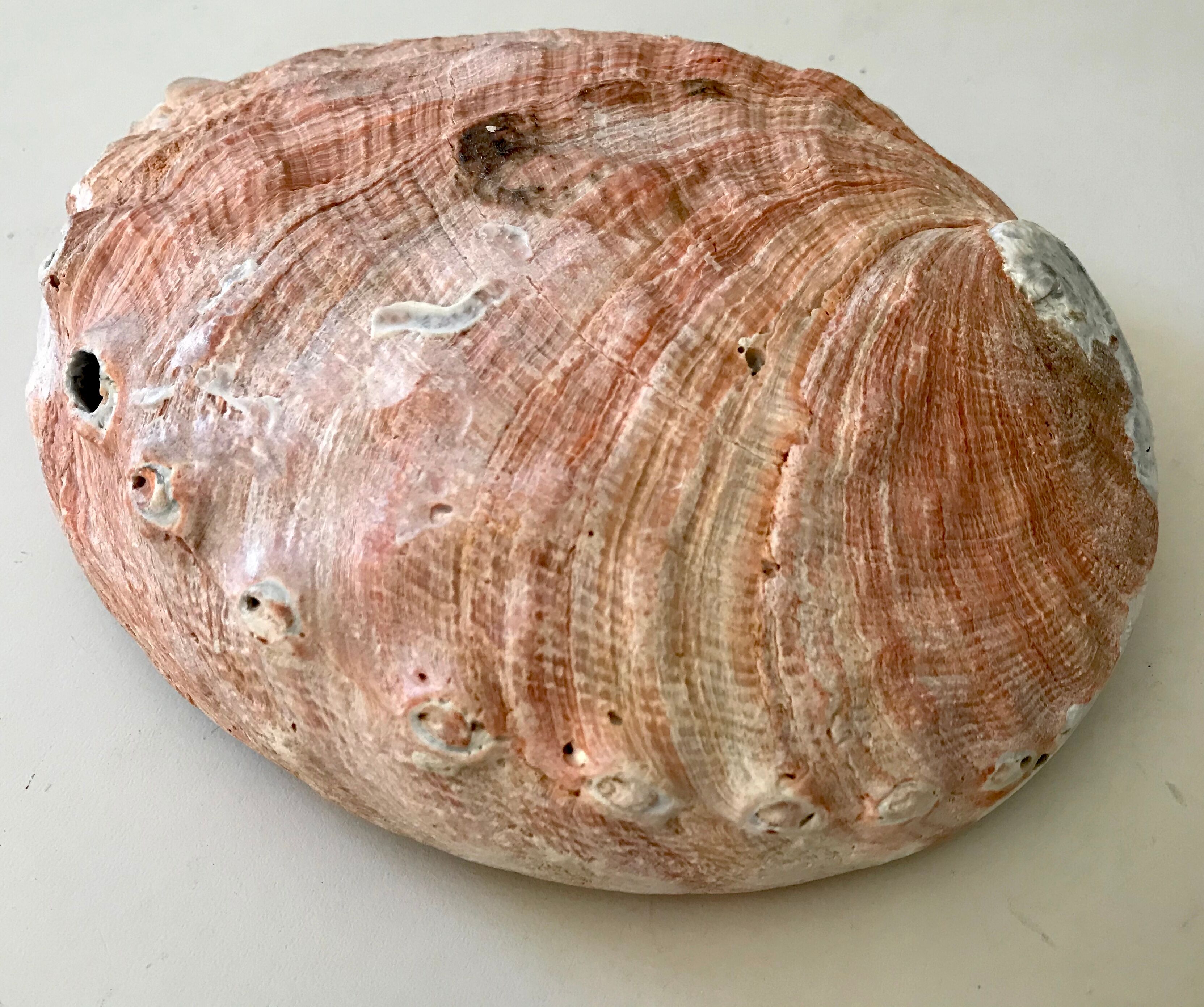 Shell trinket bowl in mother-of-pearl