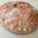 Shell trinket bowl in mother-of-pearl