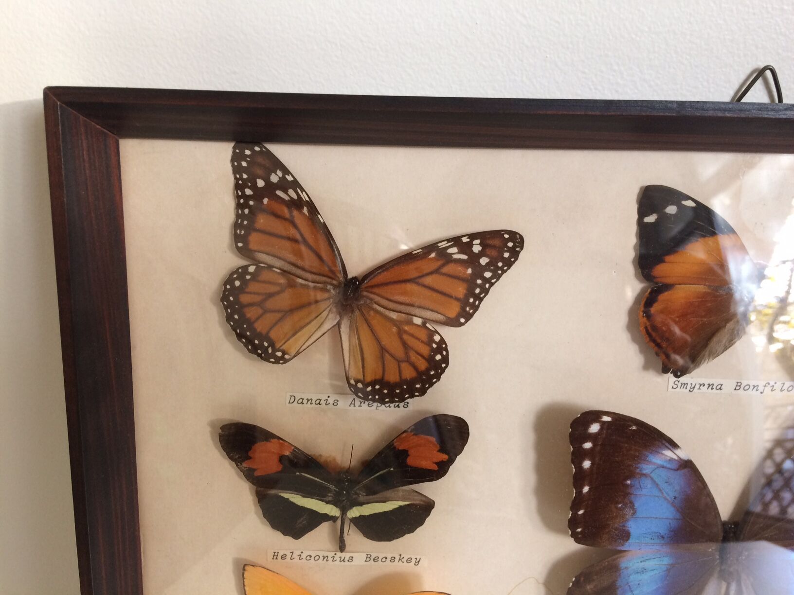 Butterflies naturalized