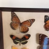 Butterflies naturalized