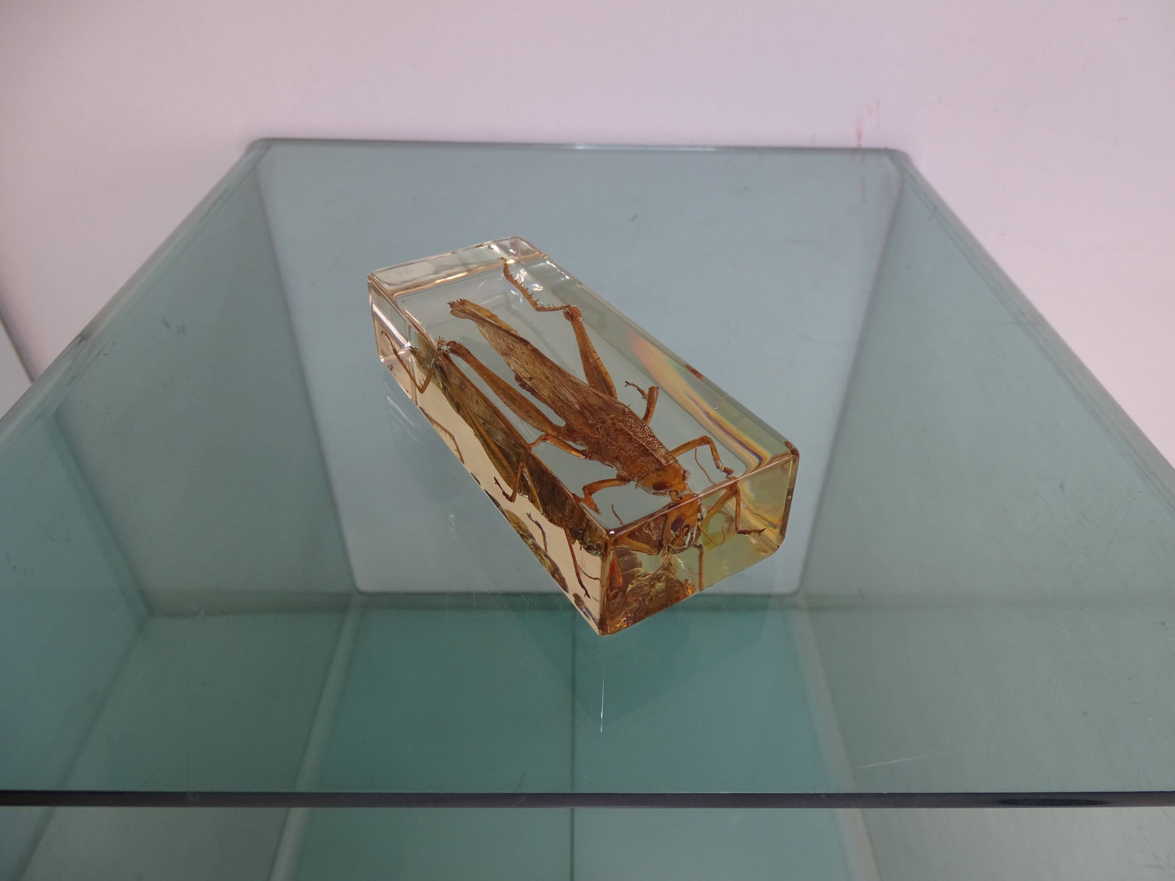 Locust inclusion vintage resin
