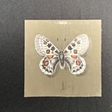 Pastel, butterfly drawing signed, 20th century frame