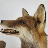 Stuffed Taxidermy Fox Stuffed