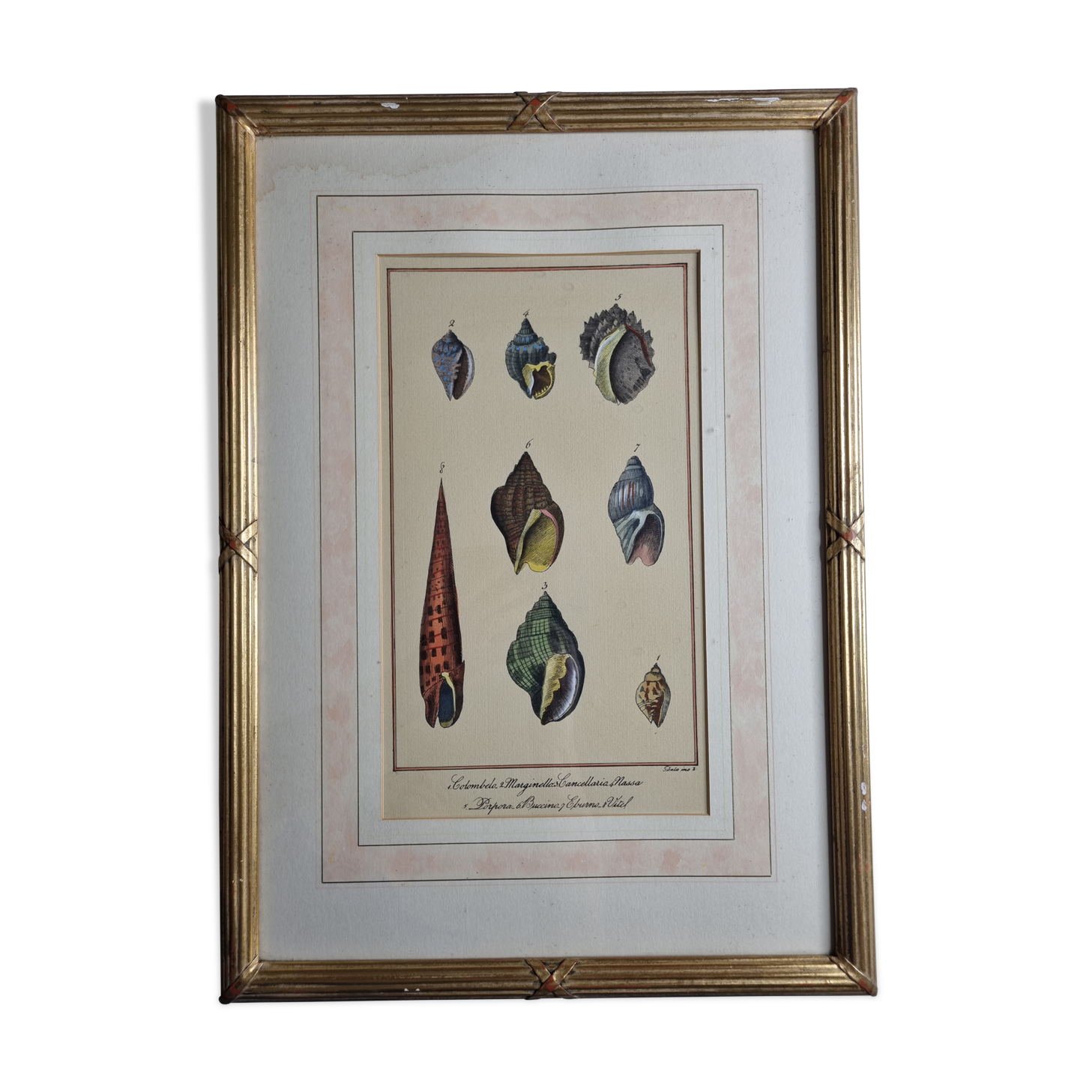 Natural History plate, Conchyliology, signed in the plate, XVIIIth