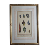 Natural History plate, Conchyliology, signed in the plate, XVIIIth
