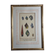 Natural History plate, Conchyliology, signed in the plate, XVIIIth