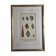 Natural History plate, Conchyliology, signed in the plate, XVIIIth