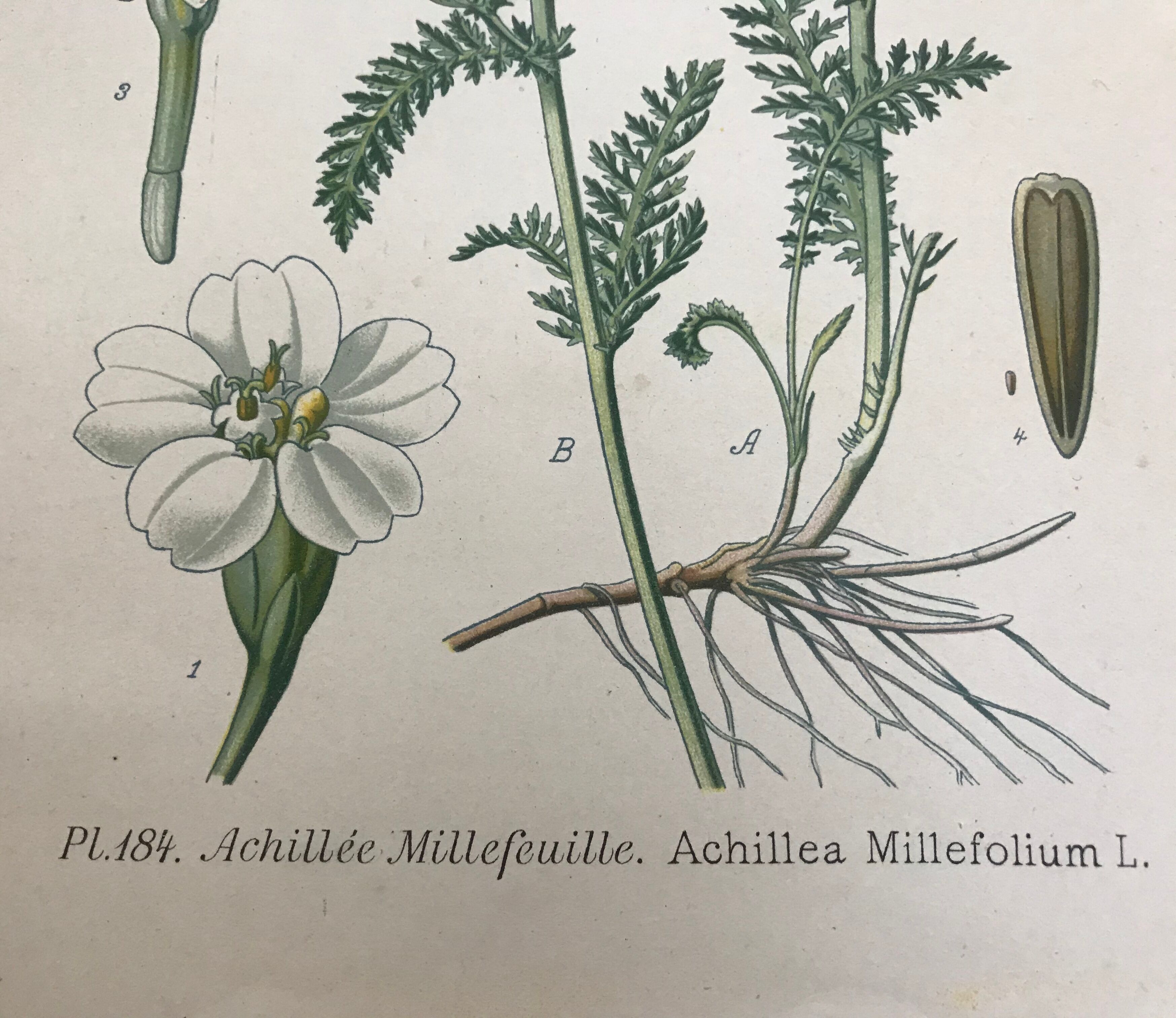 Botanical boards of white flowers 19th