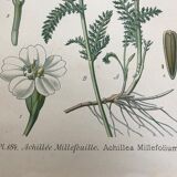 Botanical boards of white flowers 19th