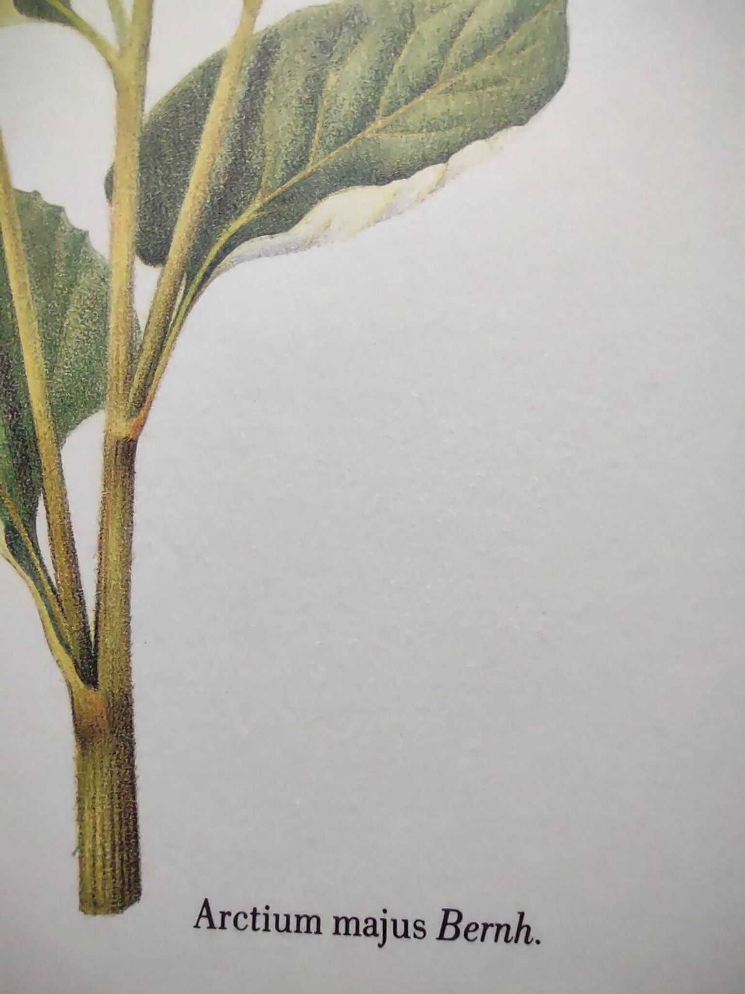 Botanical illustration -Great Burdock- Board of medicinal and wild plants