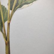 Botanical illustration -Great Burdock- Board of medicinal and wild plants