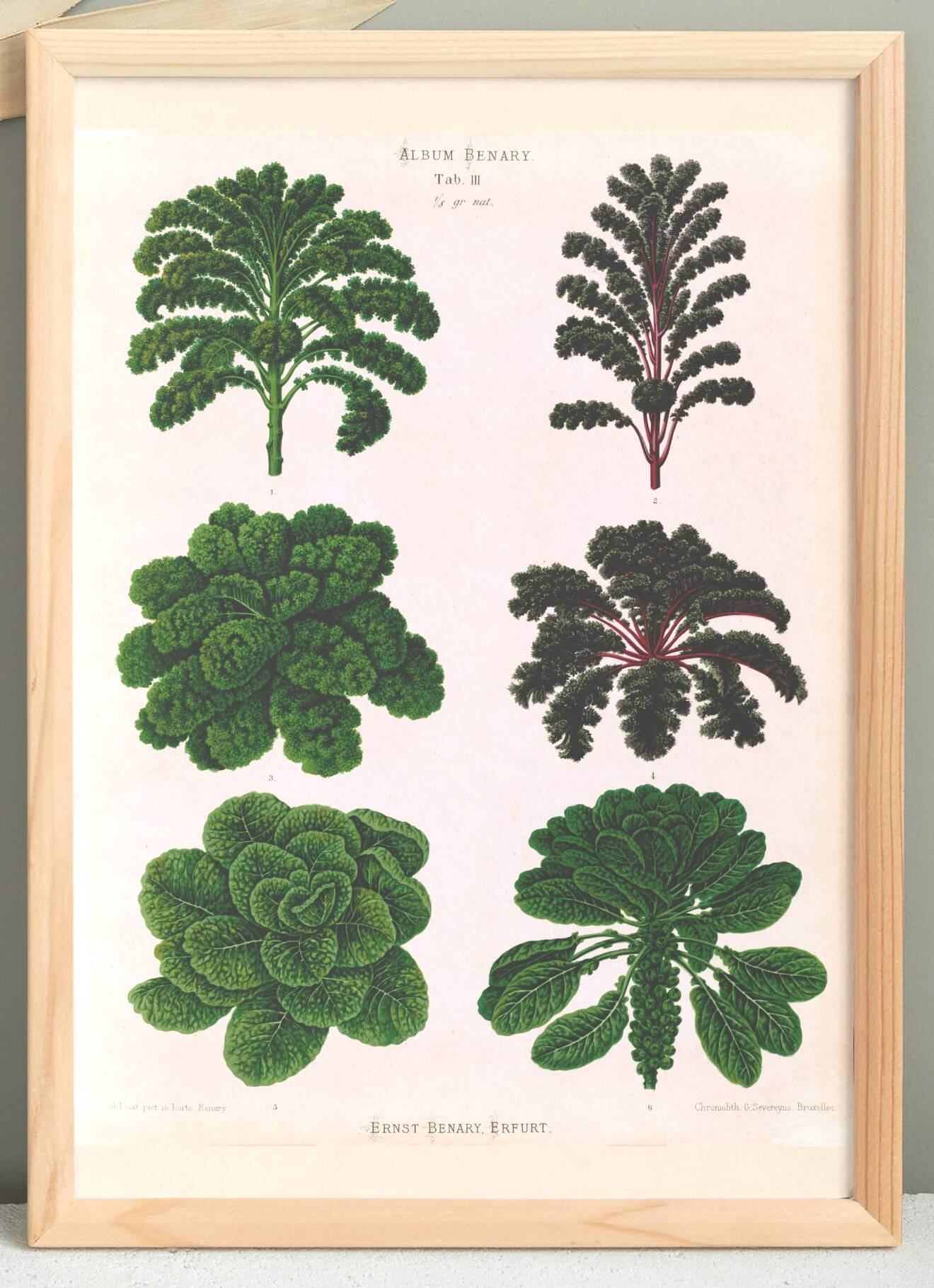 Poster about Brussels sprouts and curly endive, based on an 1886 engraving