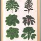 Poster about Brussels sprouts and curly endive, based on an 1886 engraving