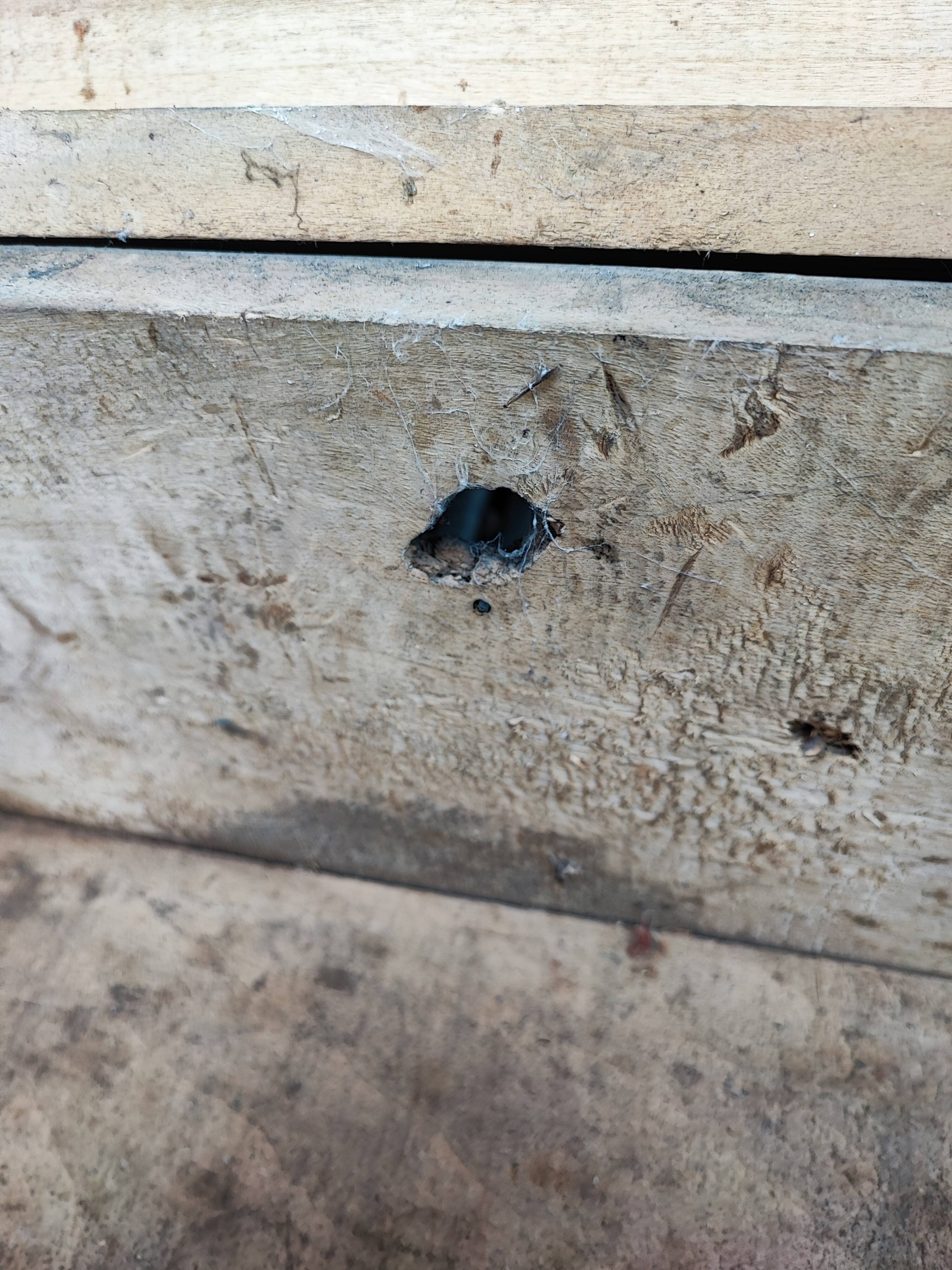Trunk chest in raw wood