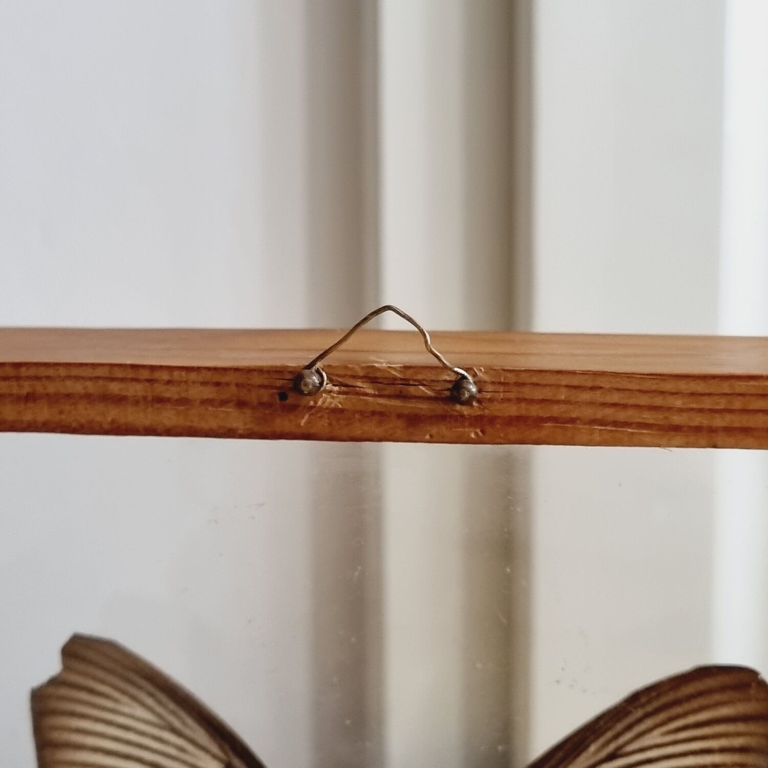 Cadre papillon marron