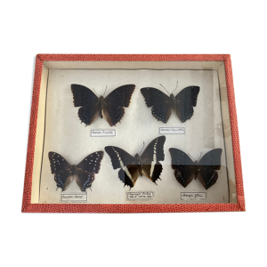Cadre collection 5 papillons