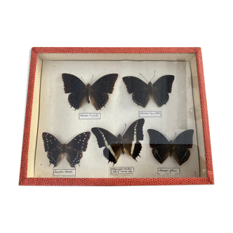 Frame collection 5 butterflies