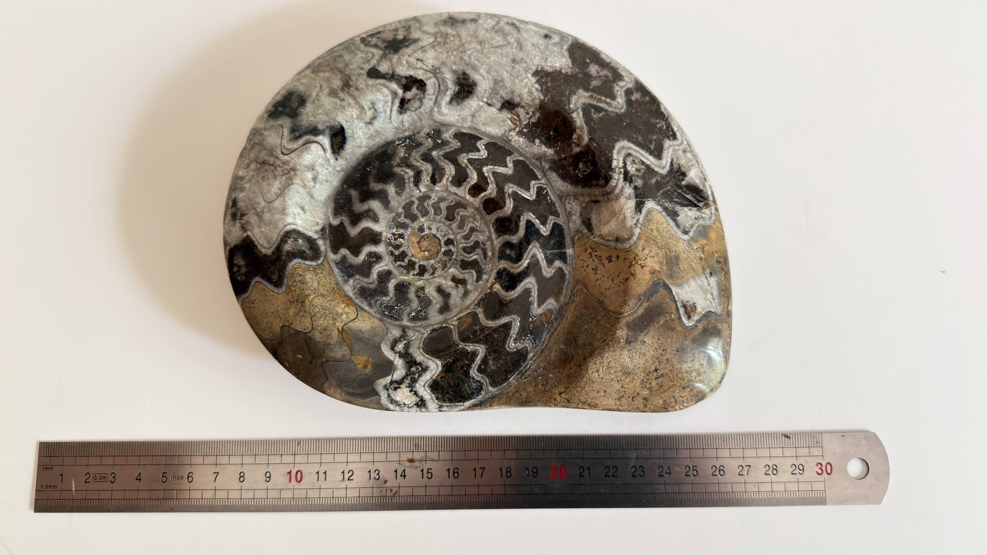 Fossile Goniatite (Maroc). Dimensions 18x15 cm