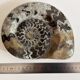 Fossile Goniatite (Maroc). Dimensions 18x15 cm