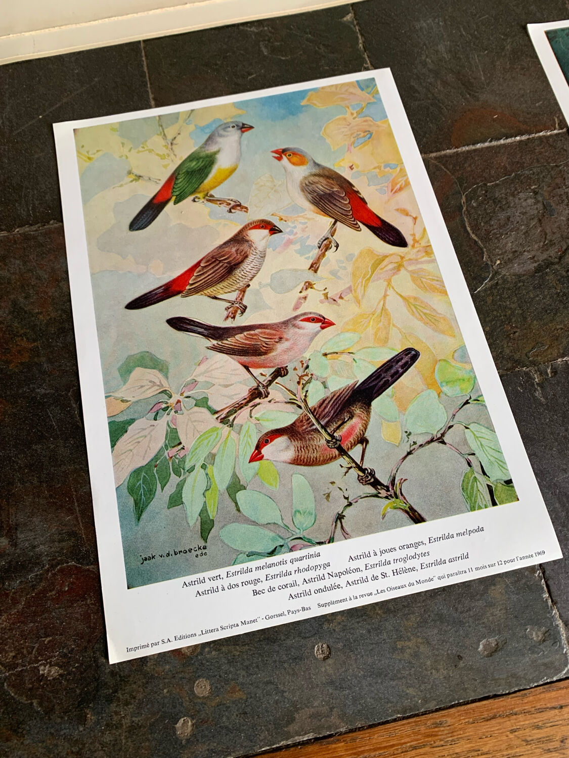 Poster "The Birds of the World" – 1969