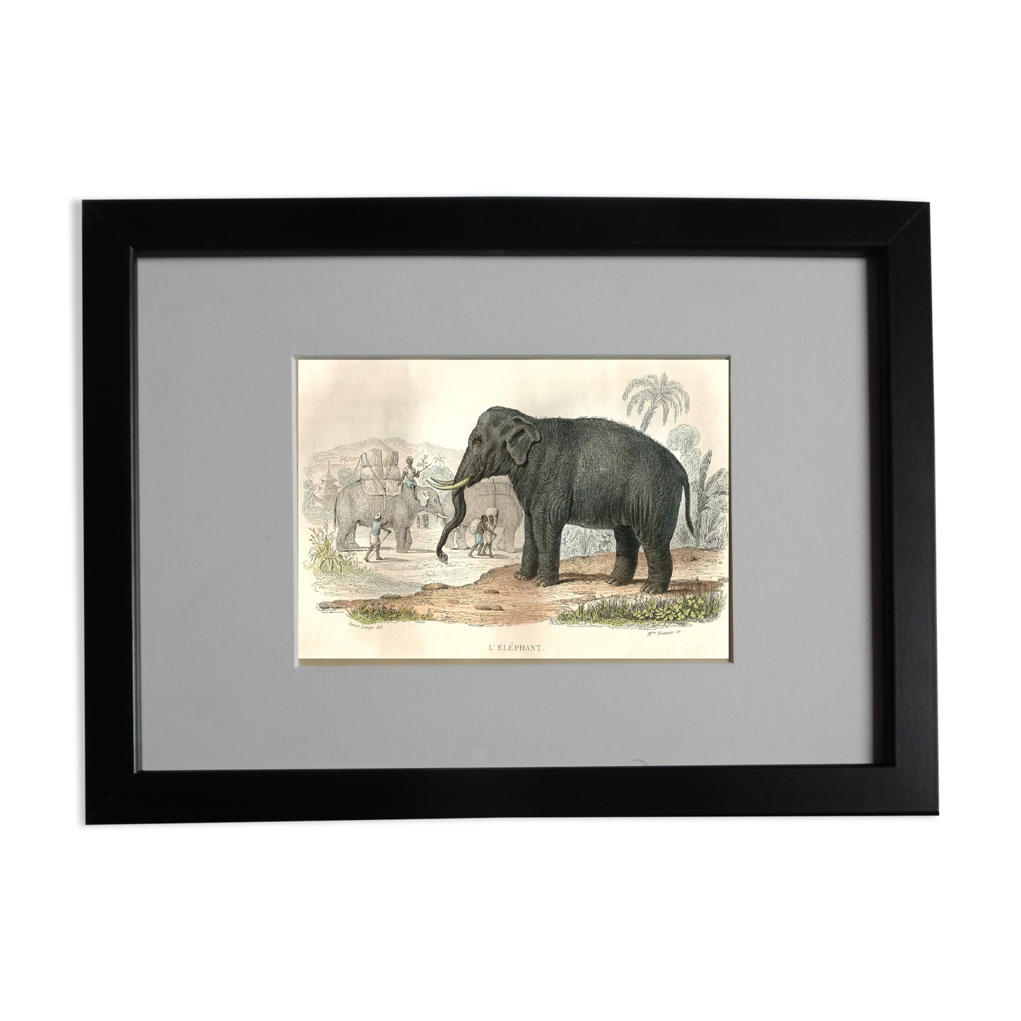 Original zoological plank "Elephant" Buffon 1848