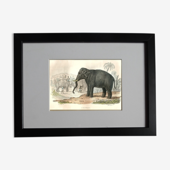 Original zoological plank "Elephant" Buffon 1848