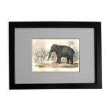 Original zoological plank "Elephant" Buffon 1848