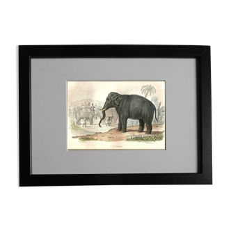 Planche zoologique originale "Eléphant" Buffon 1848
