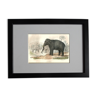 Original zoological plank "Elephant" Buffon 1848