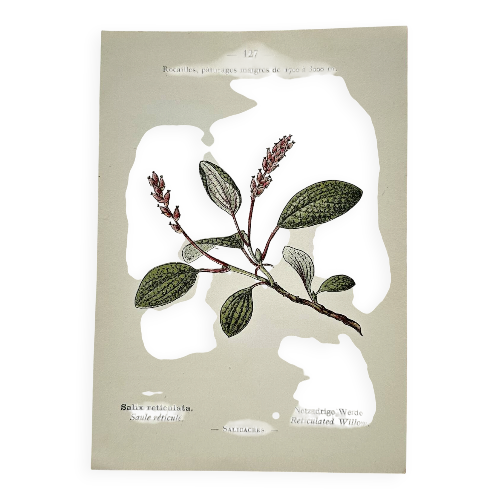 Old botanical engraving from the 19th century – Coloured botanical plates