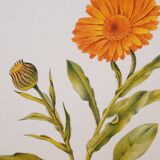 Botanical plate Souci des jardins