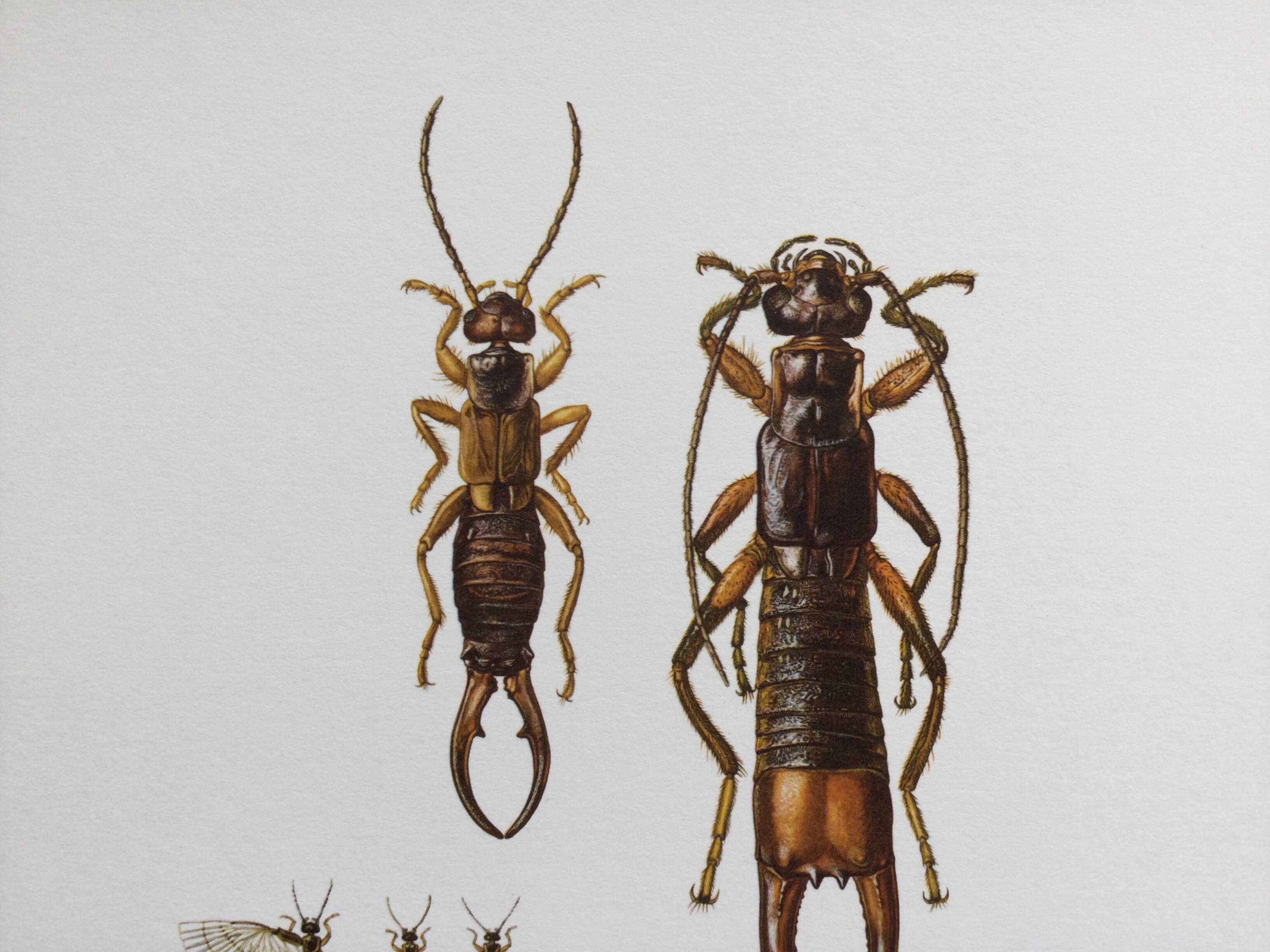 Illustration ancienne "insectes", années 60.