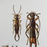Illustration ancienne "insectes", années 60.