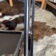 Lot de quatre chaises bleues aux courbes design