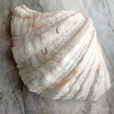 Real clam shell