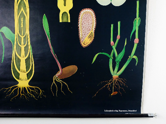 Vintage school chart rye botanical poster by Jung Koch Quentell for Hagemann 1960s