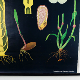 Vintage school chart rye botanical poster by Jung Koch Quentell for Hagemann 1960s