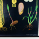 Vintage school chart rye botanical poster by Jung Koch Quentell for Hagemann 1960s