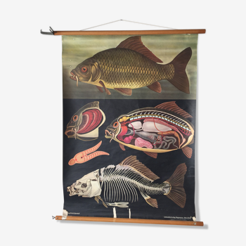 Fresque enseignement zoologique d’un poisson carpe par Jung Koch Quentell