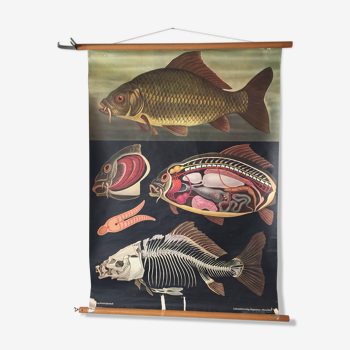 Wall chart of a carp fish by Jung Koch Quentell