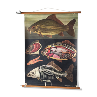 Fresque enseignement zoologique d’un poisson carpe par Jung Koch Quentell