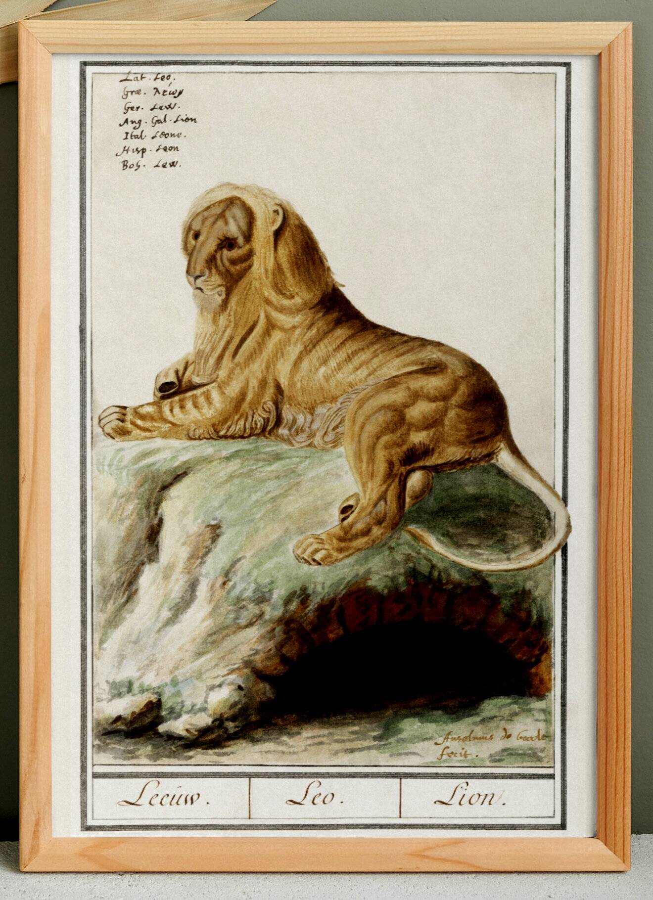 Small poster about the lion, after an old engraving from 1610.